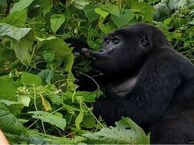 Uganda Gorilla Trekking - 3 Days