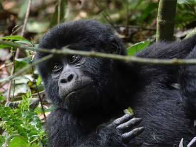 10-days-great-apes-uganda-trip