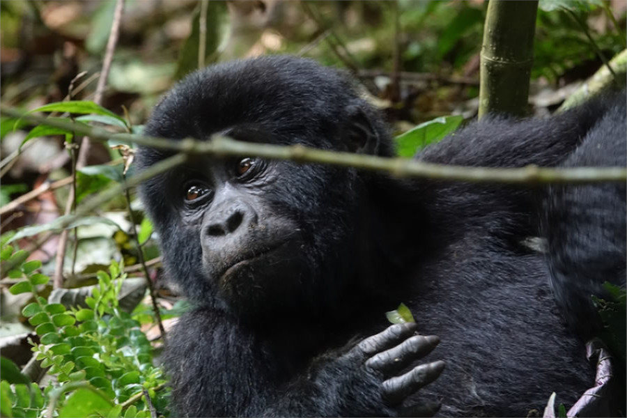10-days-great-apes-uganda-trip