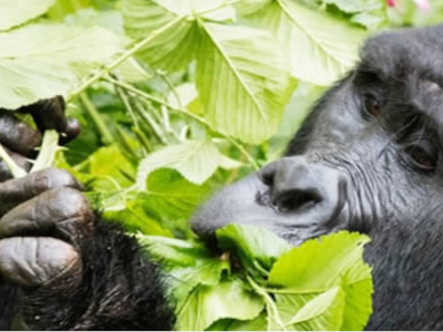 14-day-uganda-rwanda-and-congo-primate-and-wildlife-photo-safari