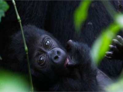 3-day-gorilla-tour-from-rwanda-and-bunyonyi
