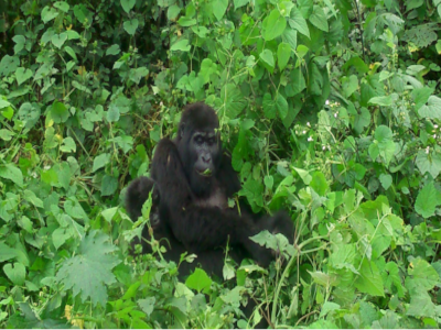 3-day-gorilla-tracking-tour-fly-in
