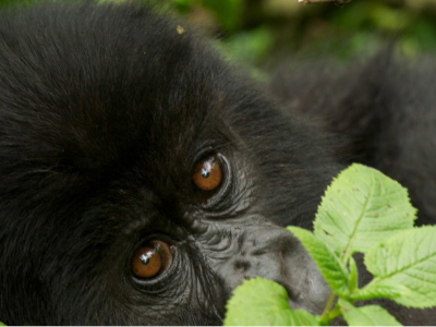 do gorilla habituation experience in Bwindi
