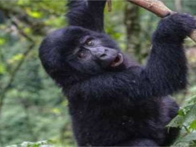 3-day-rwanda-gorilla-trip