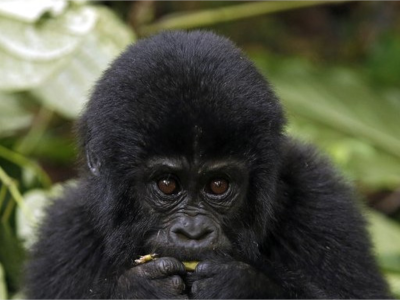 4-days-virunga-gorilla-trekking-and-nyiragongo-hike