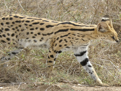 lake-manyara