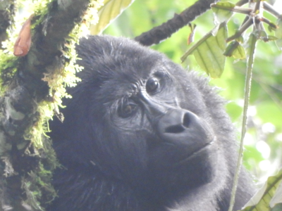 fly-to-gorilla-trekking-2-gorilla-treks