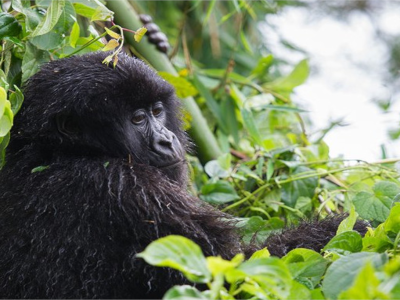 gorillas-in-virunga-staying-at-bukima-camp