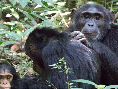 gorillas-wildlife-and-chimpanzee-trekking-kalinzu-forest