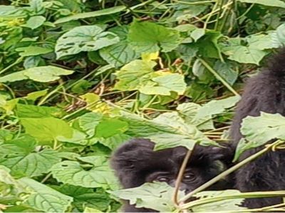 Classic Uganda and Rwanda Gorilla Trip
