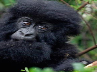 rwanda-4-day-gorilla-safari