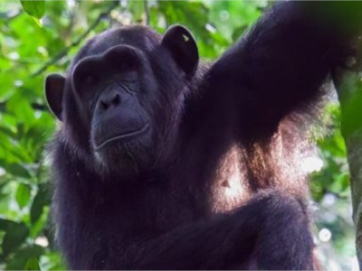 rwanda-gorilla-and-chimp-trek