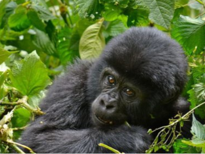 rwanda-gorilla-trip-and-culture