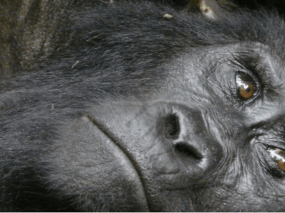 rwanda-gorilla-wildlife-and-culture-tour
