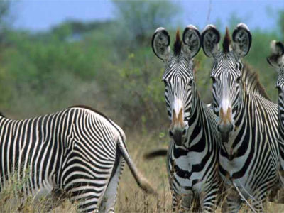 samburu-national-reserve