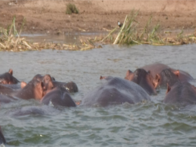 special-uganda-safari-7-days