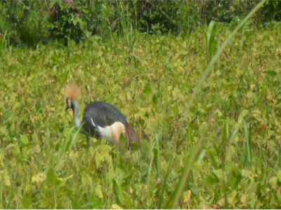 uganda-birding-tour-14-days