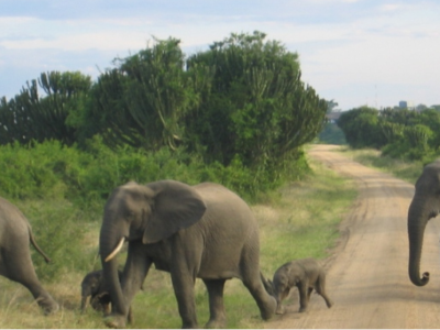 uganda-mountain-gorillas-and-wildlife