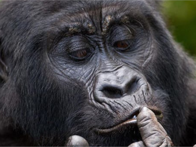 uganda-rwanda-gorilla-trip
