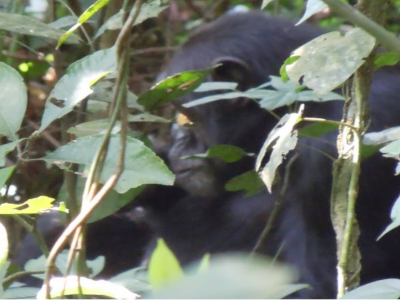 3-days-chimpanzee-habituation-experience-kibale-safari-kibale-forest