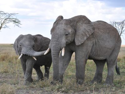Game Viewing Safaris | Wildlife Safaris