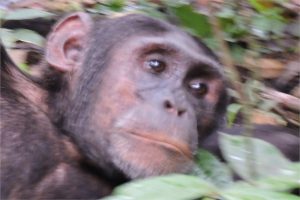 CHIMPANZEE TRACKING