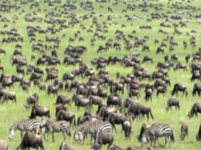 family-safari-in-kenya-11-days