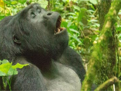 gorilla-habituation-experience-bwindi
