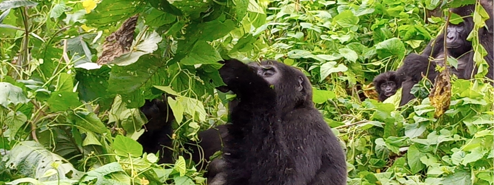rwanda-gorilla-trekking-gorilla-safari-rwanda-guide
