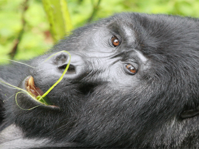 the-best-places-to-get-close-to-gorillas