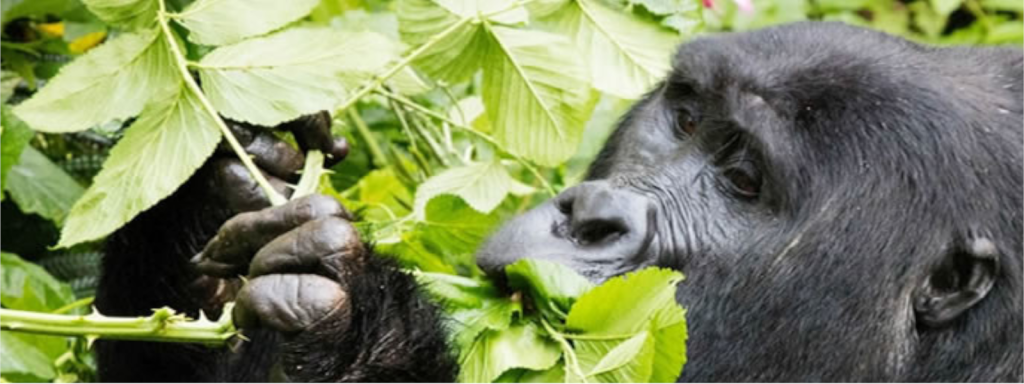 what-are-chances-of-seeing-gorillas-in-uganda-on-a-gorilla-trekking-safari