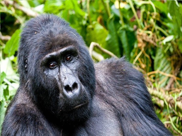 affordable-gorilla-trekking