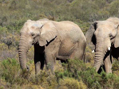 akagera-game-park-safari