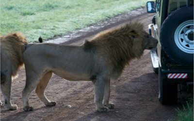 Go for game Viewing Wildlife Safaris Africa