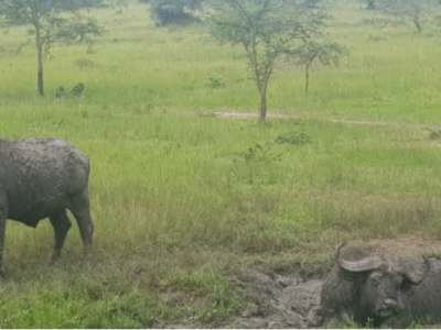 uganda-tanzania-and-zanzibar-safari